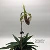 Paphiopedilum bungebelangi